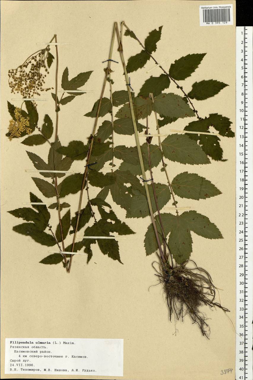 Filipendula ulmaria (L.) Maxim., Eastern Europe, Central region (E4) (Russia)