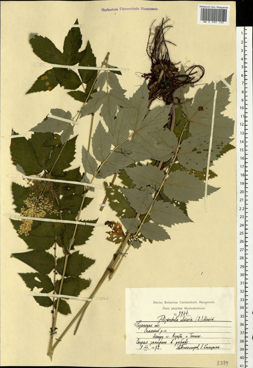 Filipendula ulmaria (L.) Maxim., Eastern Europe, Central region (E4) (Russia)