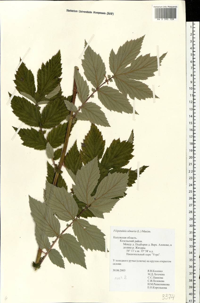 Filipendula ulmaria (L.) Maxim., Eastern Europe, Central region (E4) (Russia)