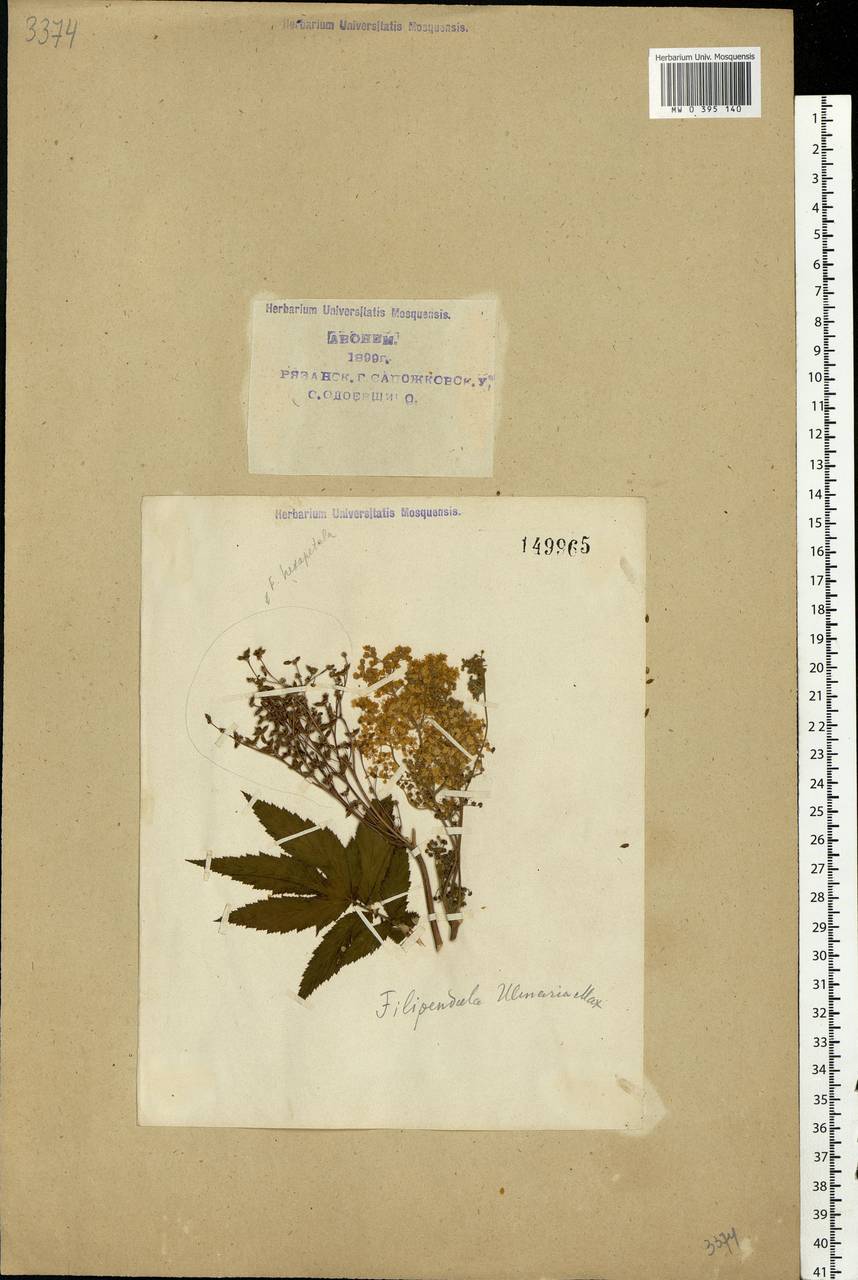 Filipendula ulmaria (L.) Maxim., Eastern Europe, Central region (E4) (Russia)