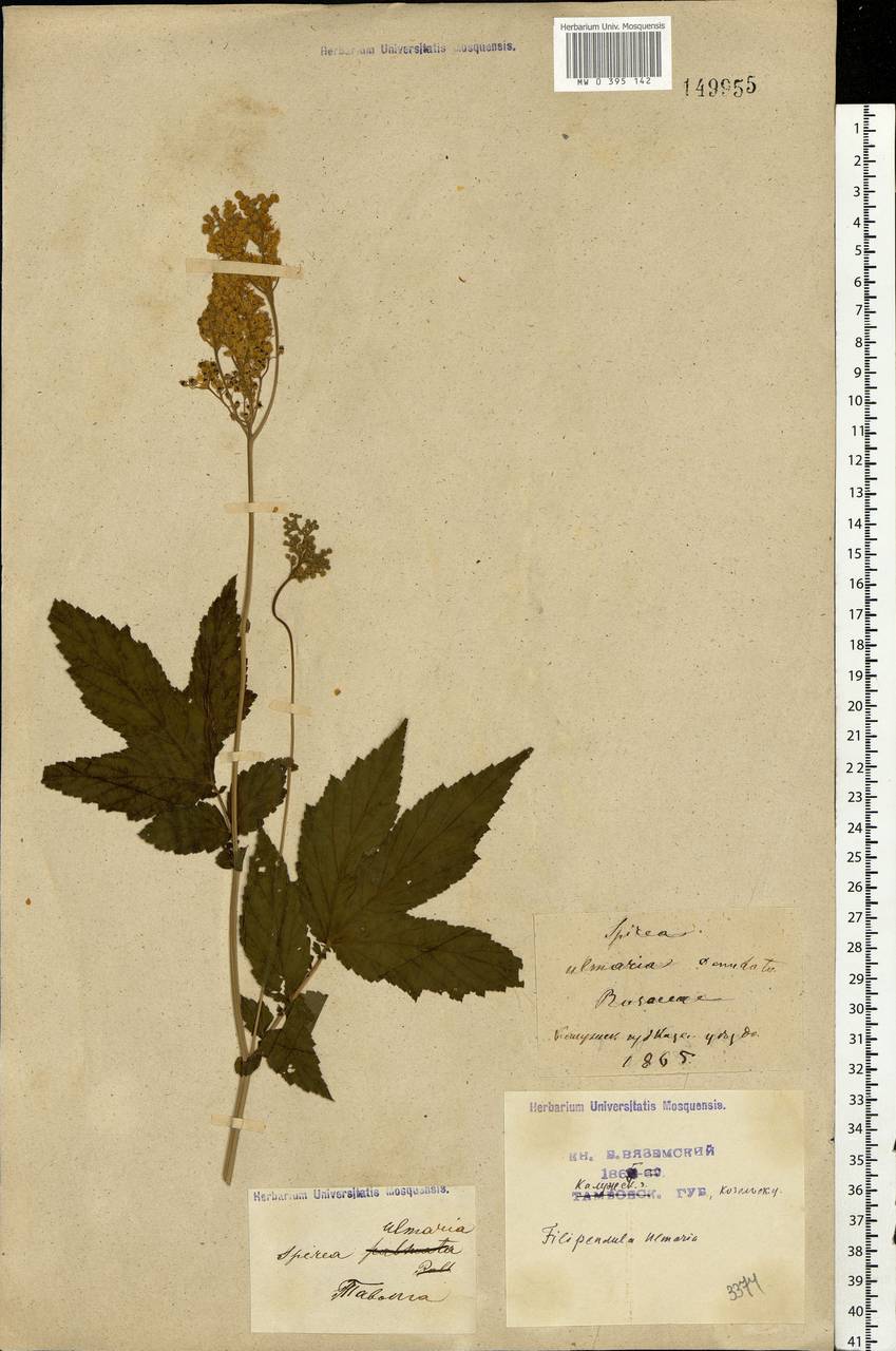 Filipendula ulmaria (L.) Maxim., Eastern Europe, Central region (E4) (Russia)