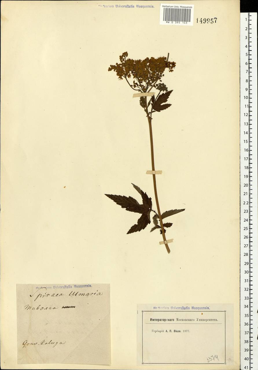 Filipendula ulmaria (L.) Maxim., Eastern Europe, Central region (E4) (Russia)