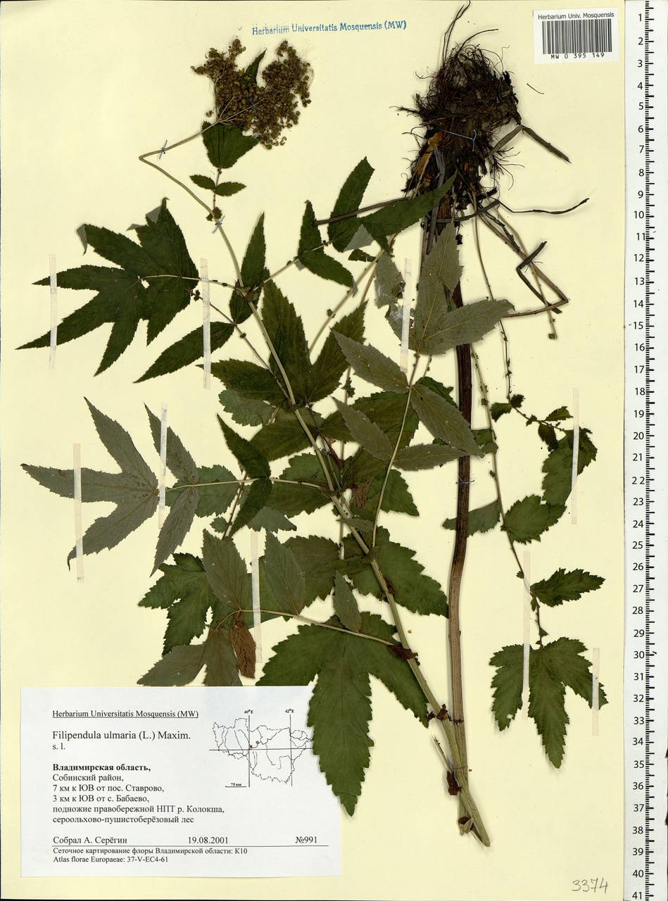 Filipendula ulmaria (L.) Maxim., Eastern Europe, Central region (E4) (Russia)