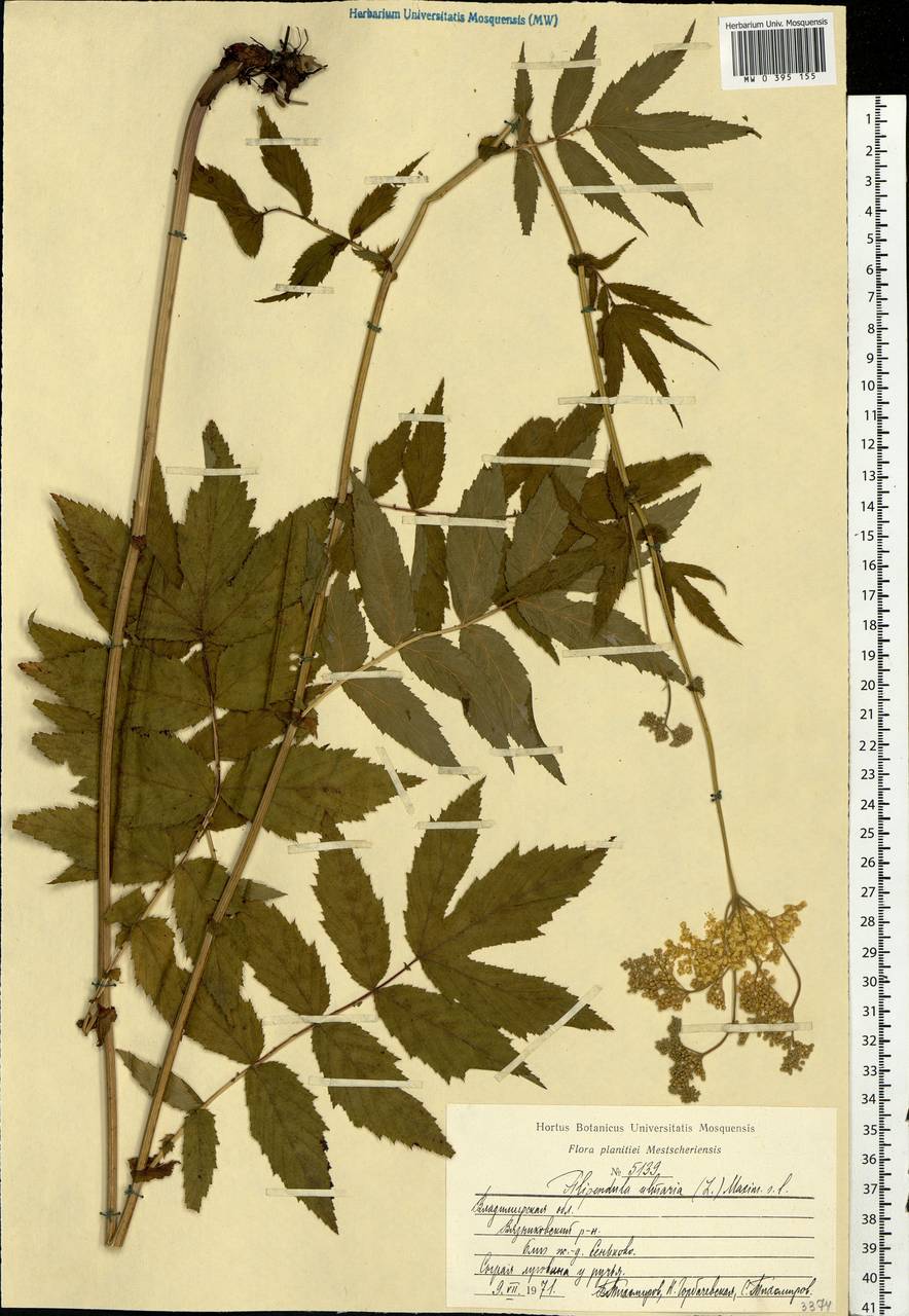 Filipendula ulmaria (L.) Maxim., Eastern Europe, Central region (E4) (Russia)