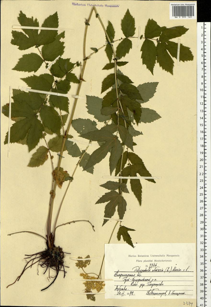 Filipendula ulmaria (L.) Maxim., Eastern Europe, Central region (E4) (Russia)