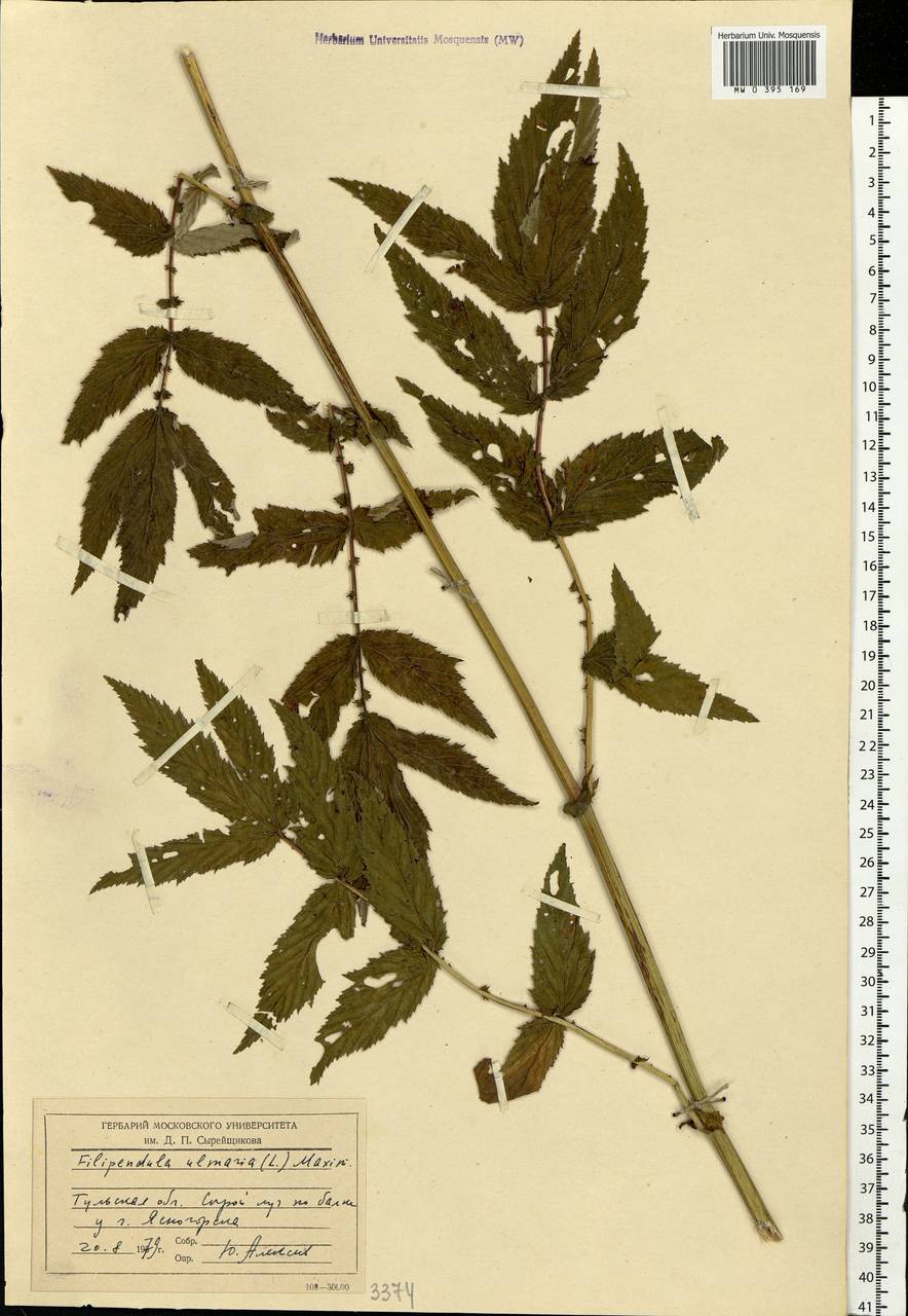 Filipendula ulmaria (L.) Maxim., Eastern Europe, Central region (E4) (Russia)