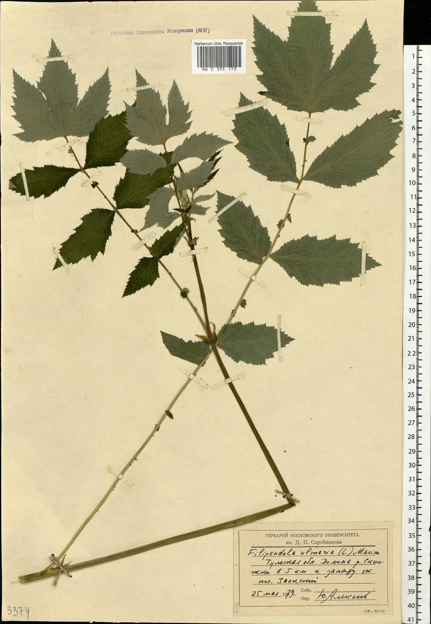 Filipendula ulmaria (L.) Maxim., Eastern Europe, Central region (E4) (Russia)