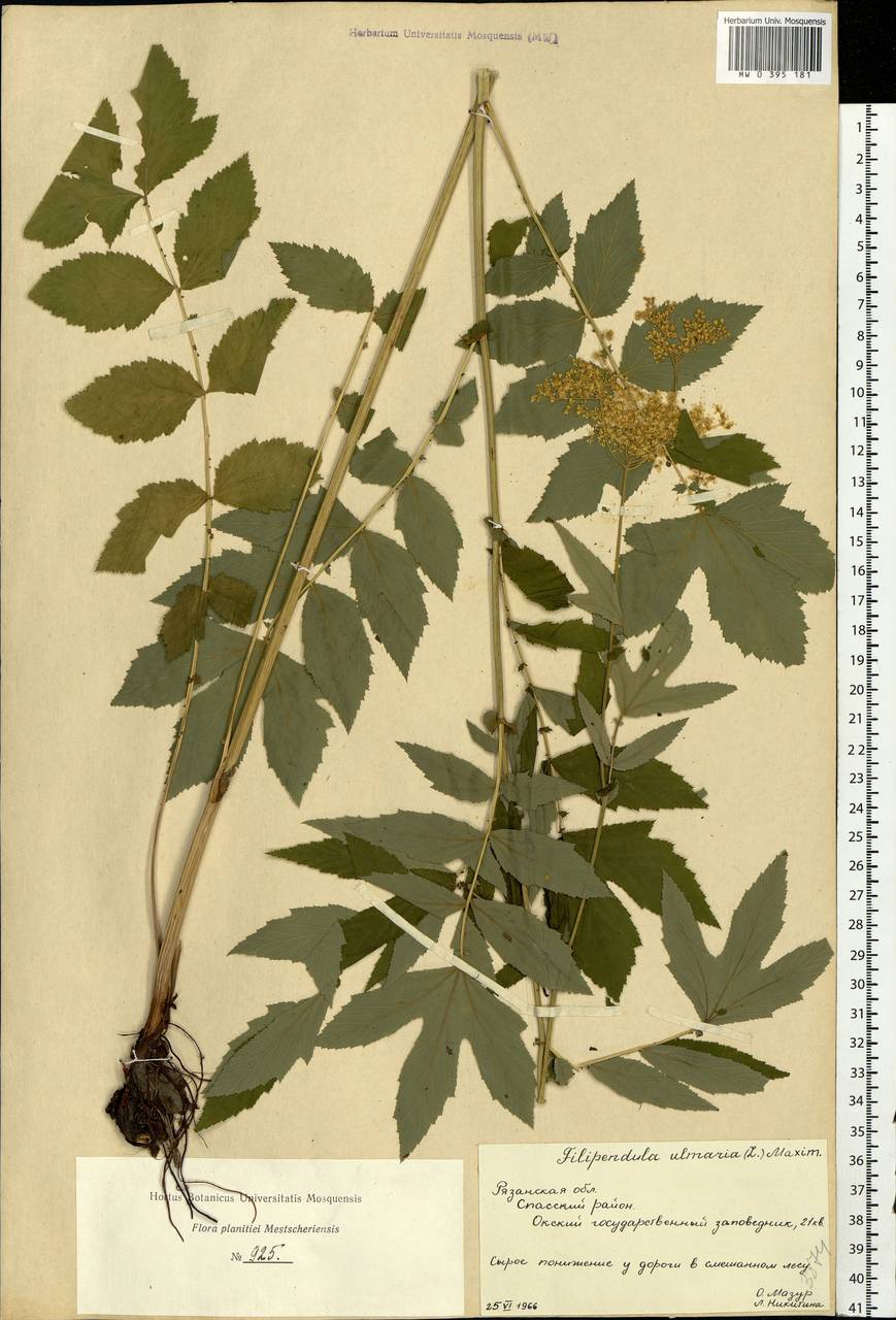Filipendula ulmaria (L.) Maxim., Eastern Europe, Central region (E4) (Russia)
