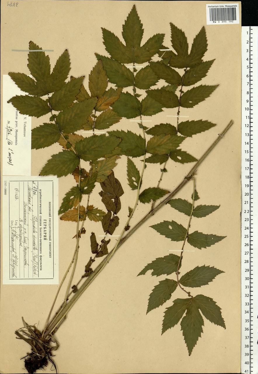 Filipendula ulmaria (L.) Maxim., Eastern Europe, Moscow region (E4a) (Russia)