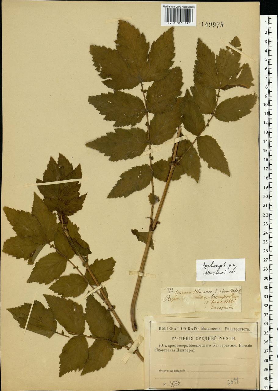 Filipendula ulmaria (L.) Maxim., Eastern Europe, Moscow region (E4a) (Russia)