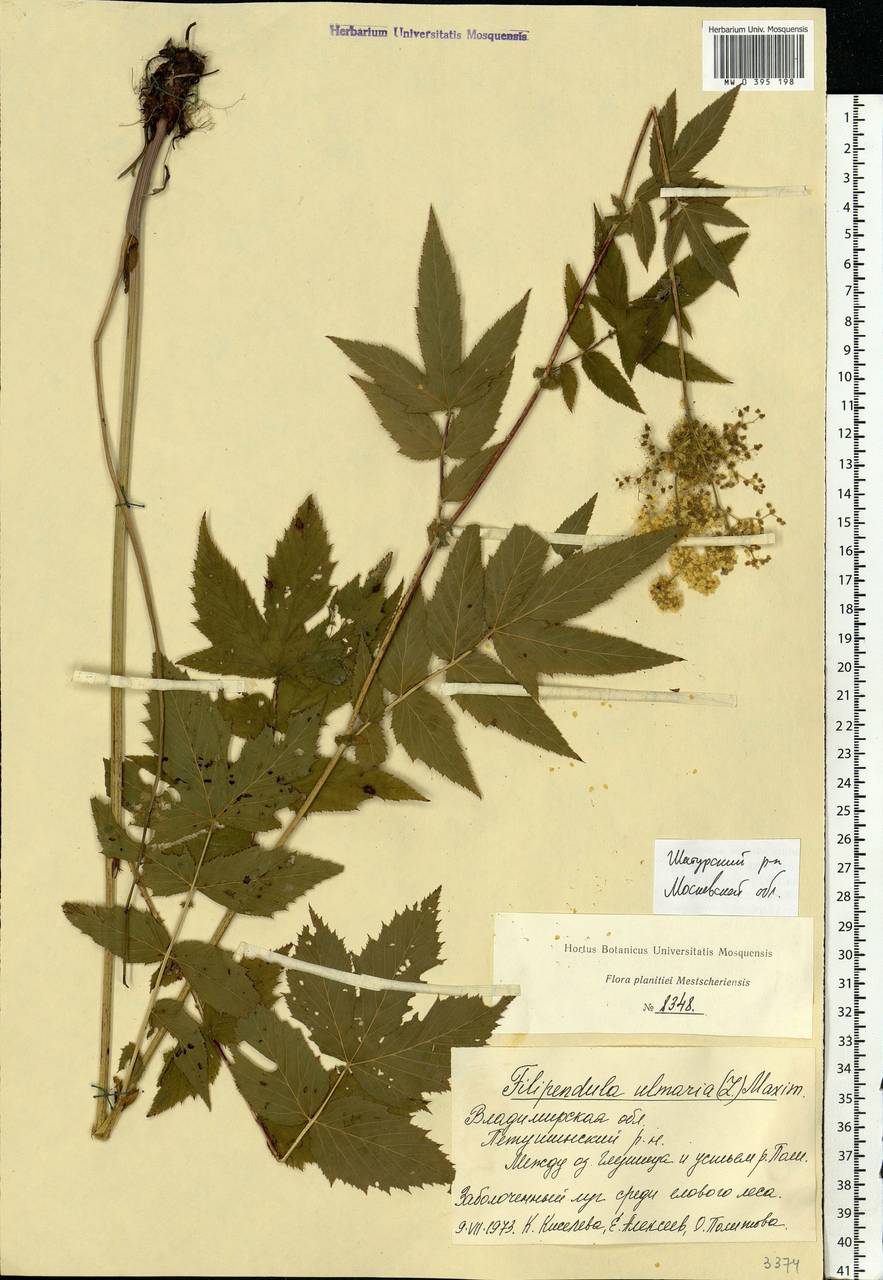 Filipendula ulmaria (L.) Maxim., Eastern Europe, Moscow region (E4a) (Russia)