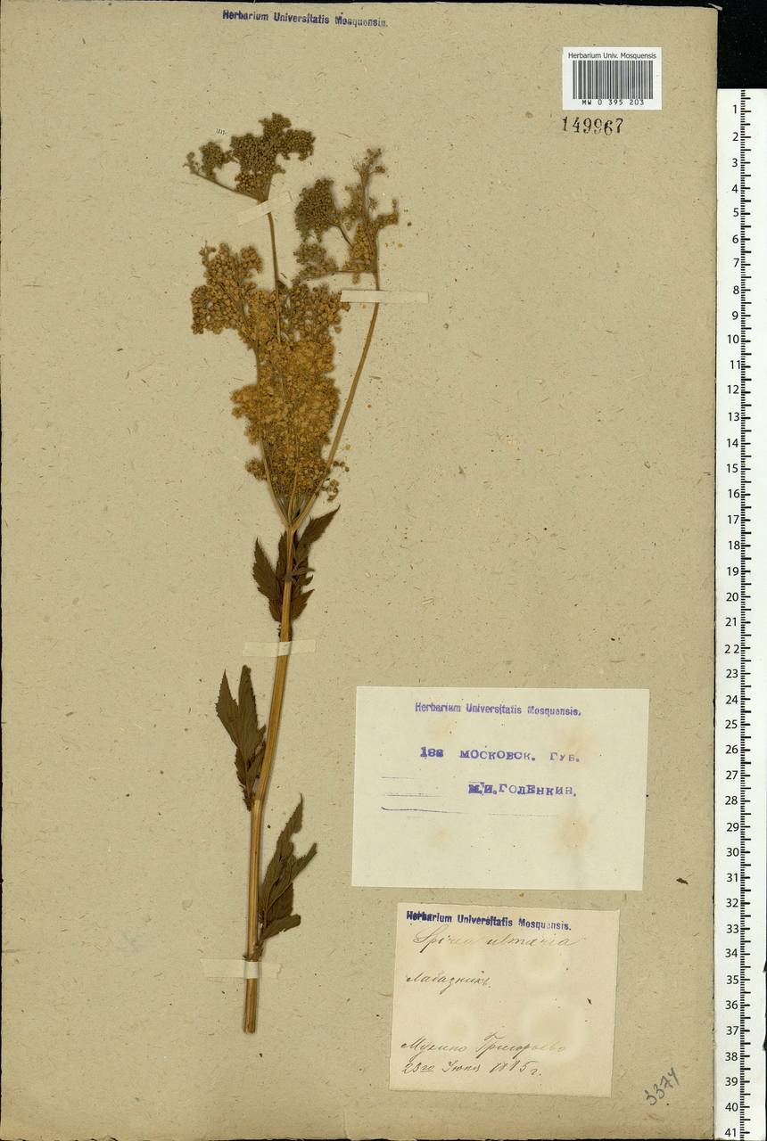 Filipendula ulmaria (L.) Maxim., Eastern Europe, Moscow region (E4a) (Russia)