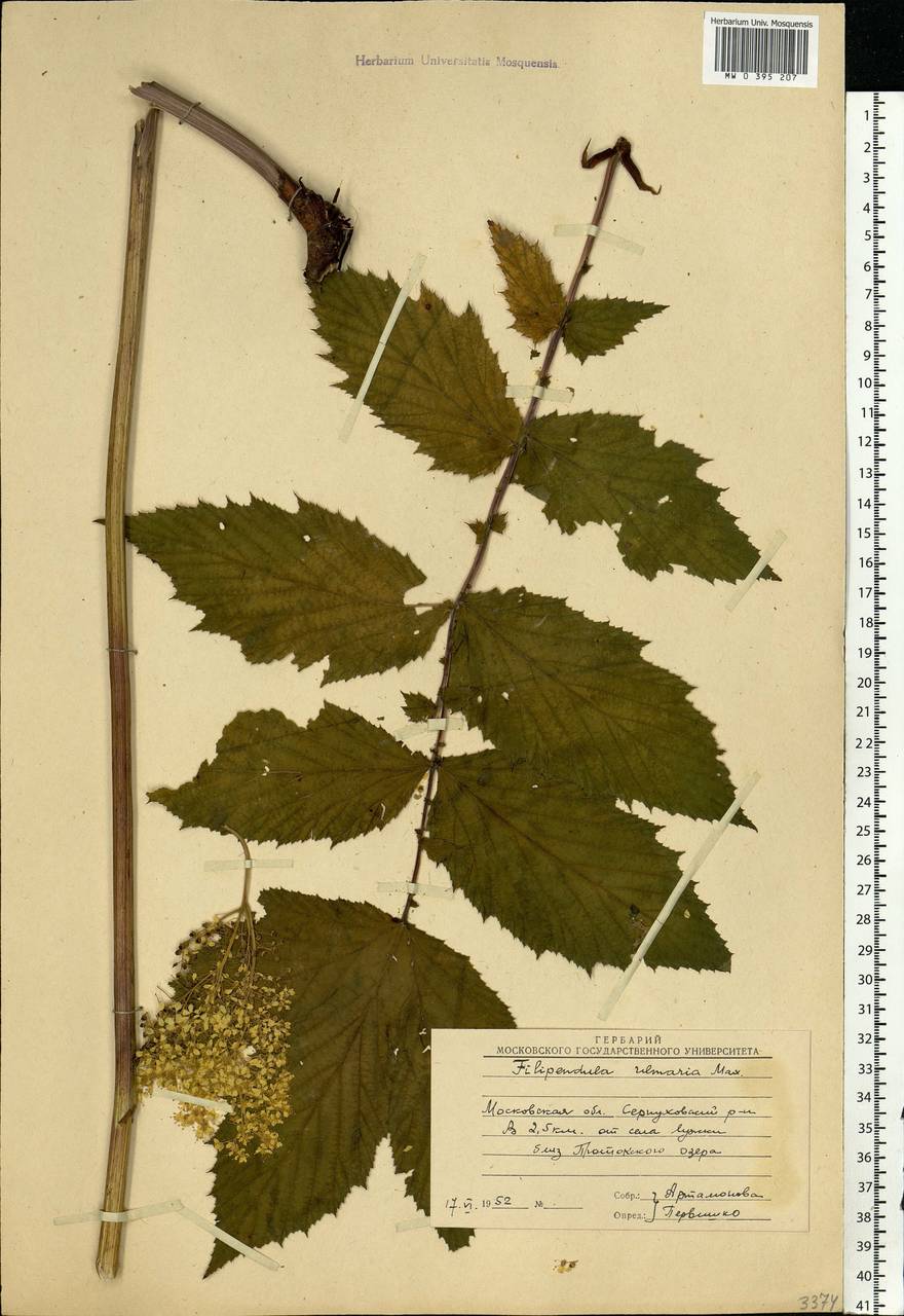 Filipendula ulmaria (L.) Maxim., Eastern Europe, Moscow region (E4a) (Russia)