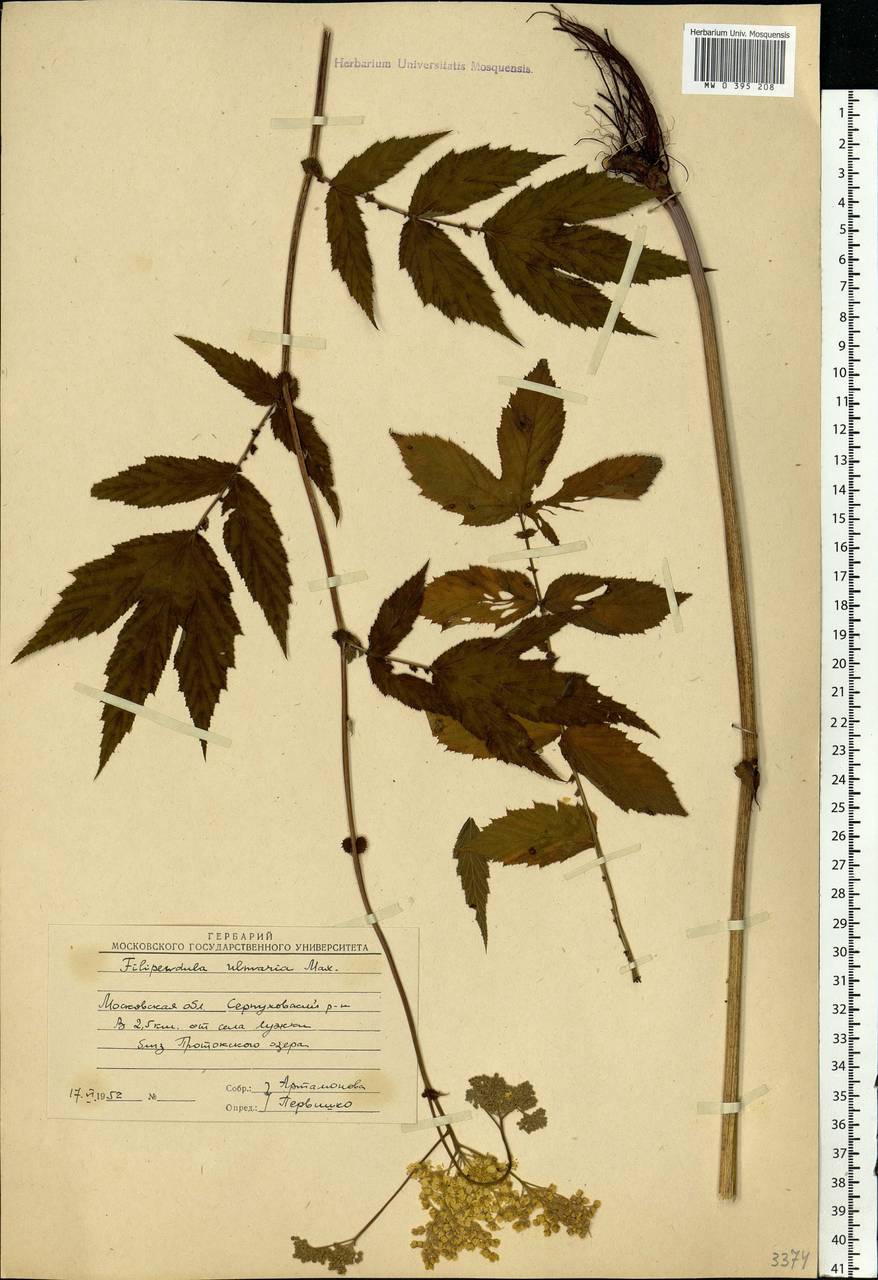 Filipendula ulmaria (L.) Maxim., Eastern Europe, Moscow region (E4a) (Russia)