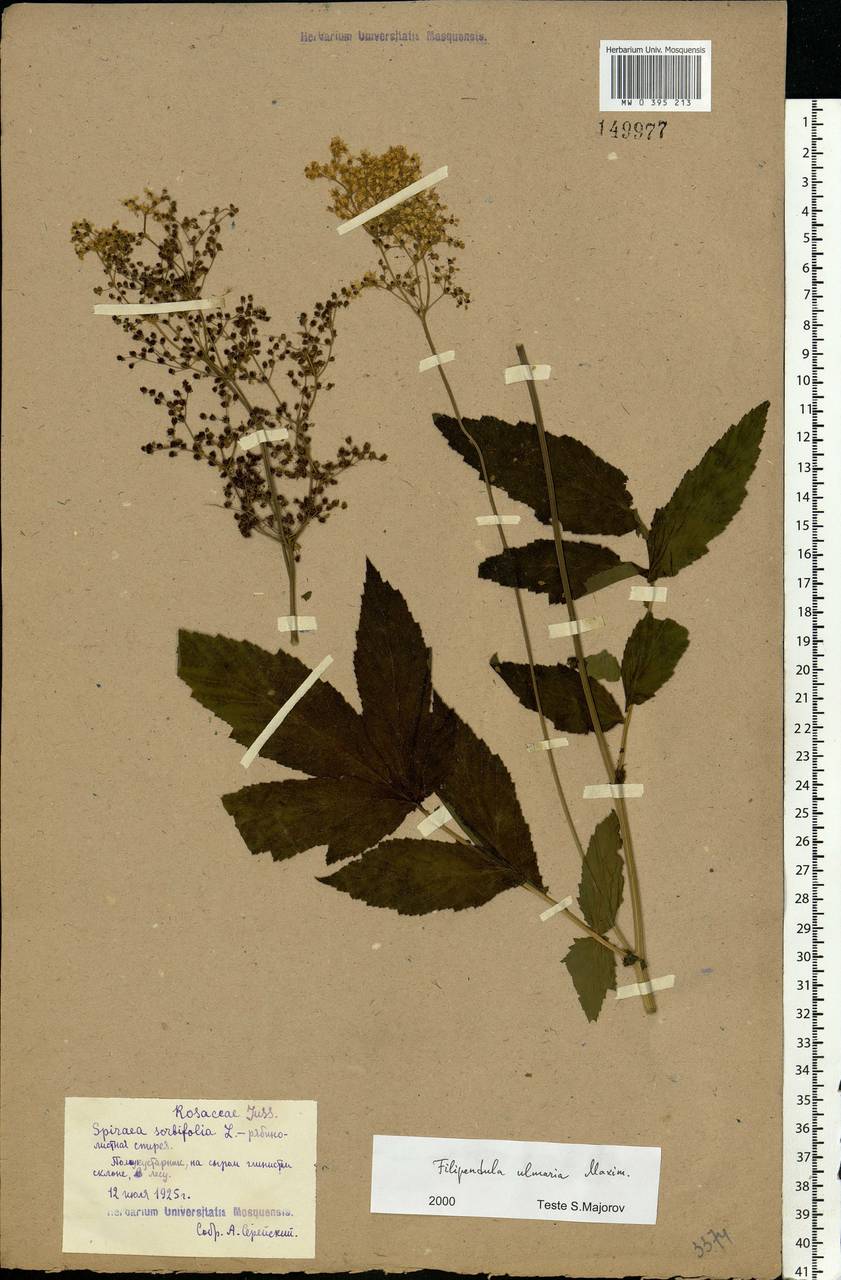 Filipendula ulmaria (L.) Maxim., Eastern Europe, Moscow region (E4a) (Russia)