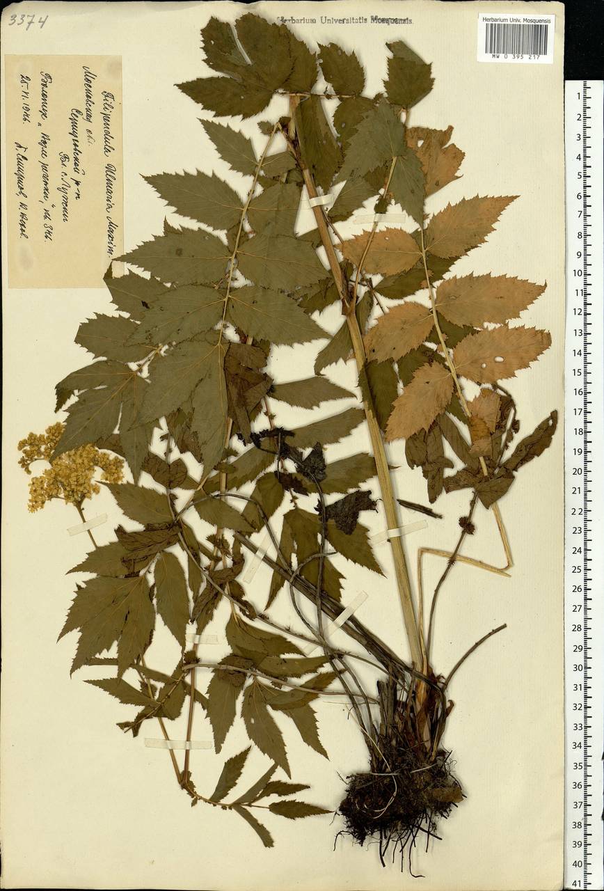 Filipendula ulmaria (L.) Maxim., Eastern Europe, Moscow region (E4a) (Russia)