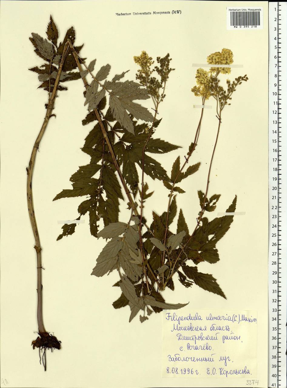 Filipendula ulmaria (L.) Maxim., Eastern Europe, Moscow region (E4a) (Russia)