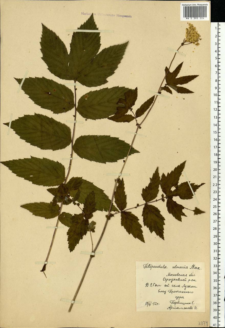 Filipendula ulmaria (L.) Maxim., Eastern Europe, Moscow region (E4a) (Russia)