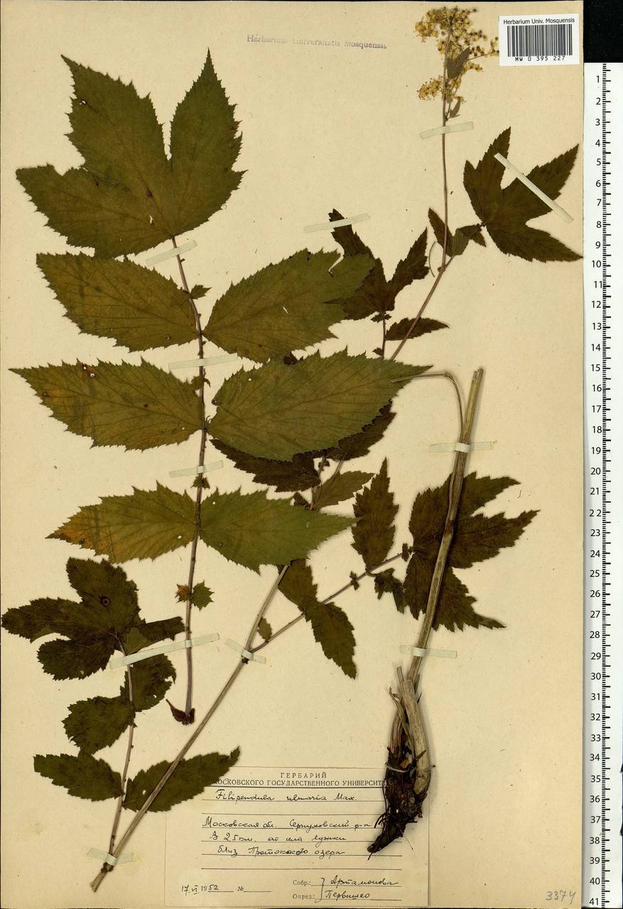 Filipendula ulmaria (L.) Maxim., Eastern Europe, Moscow region (E4a) (Russia)
