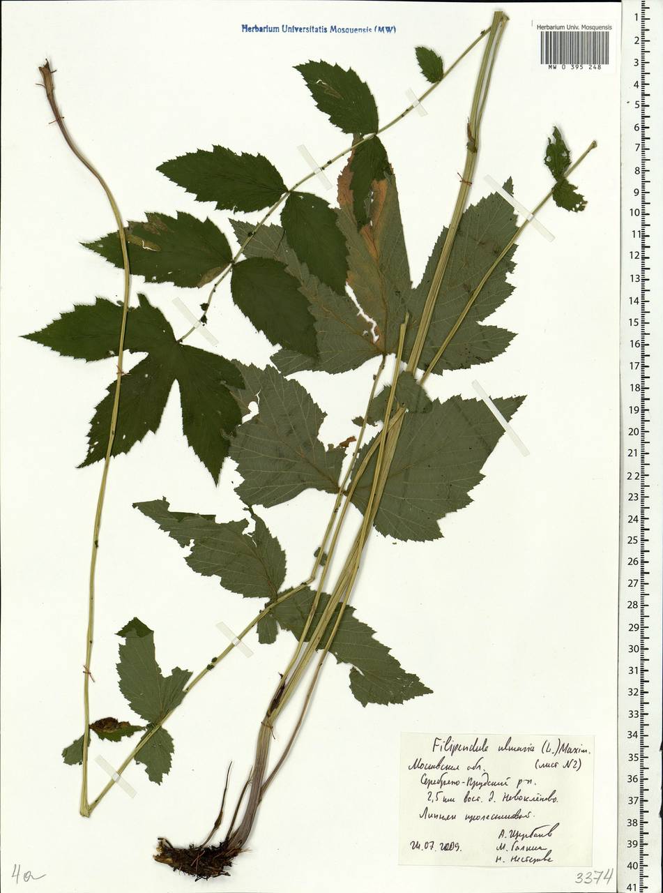 Filipendula ulmaria (L.) Maxim., Eastern Europe, Moscow region (E4a) (Russia)