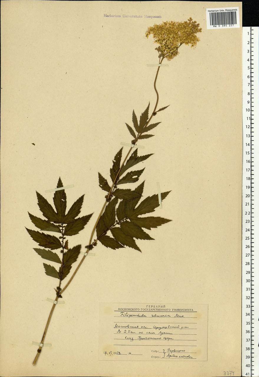Filipendula ulmaria (L.) Maxim., Eastern Europe, Moscow region (E4a) (Russia)
