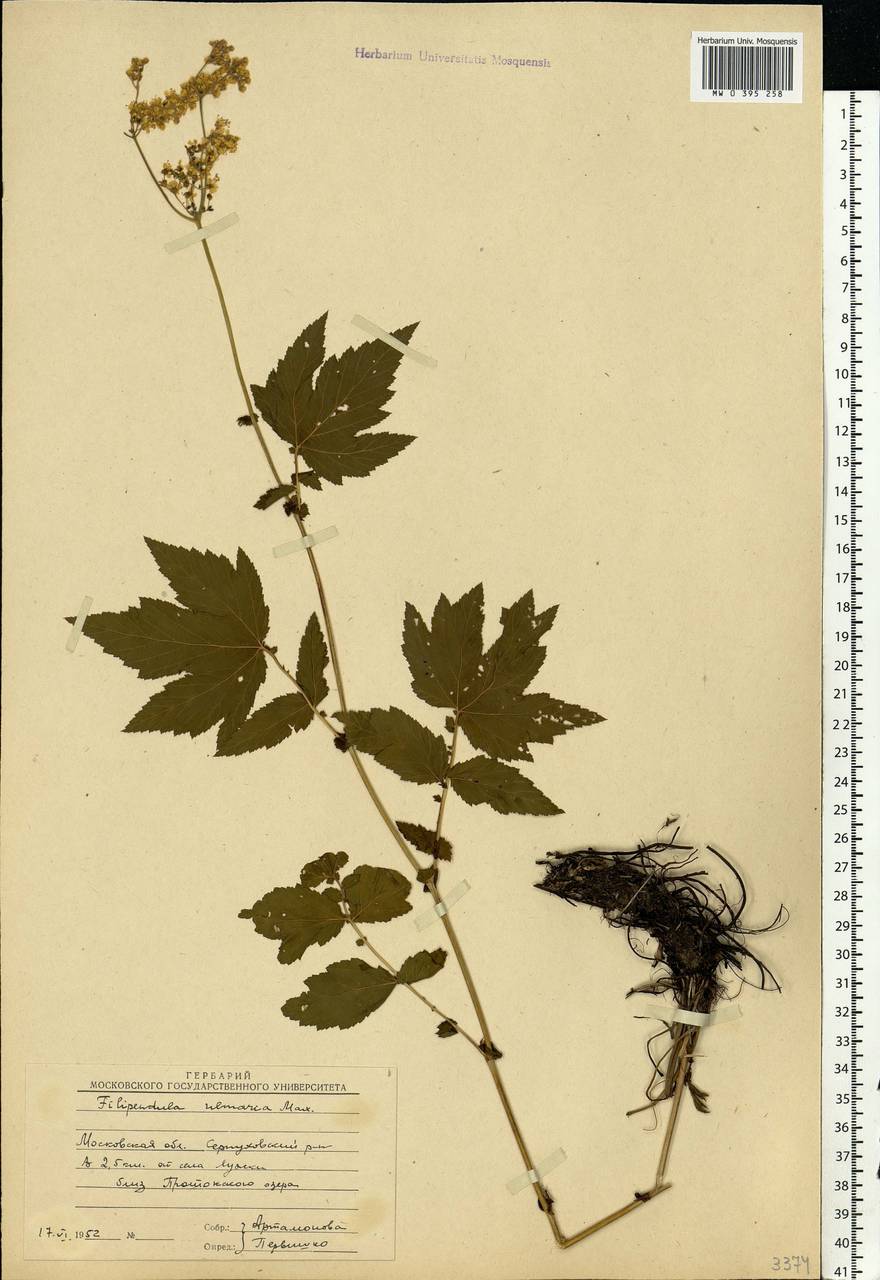 Filipendula ulmaria (L.) Maxim., Eastern Europe, Moscow region (E4a) (Russia)