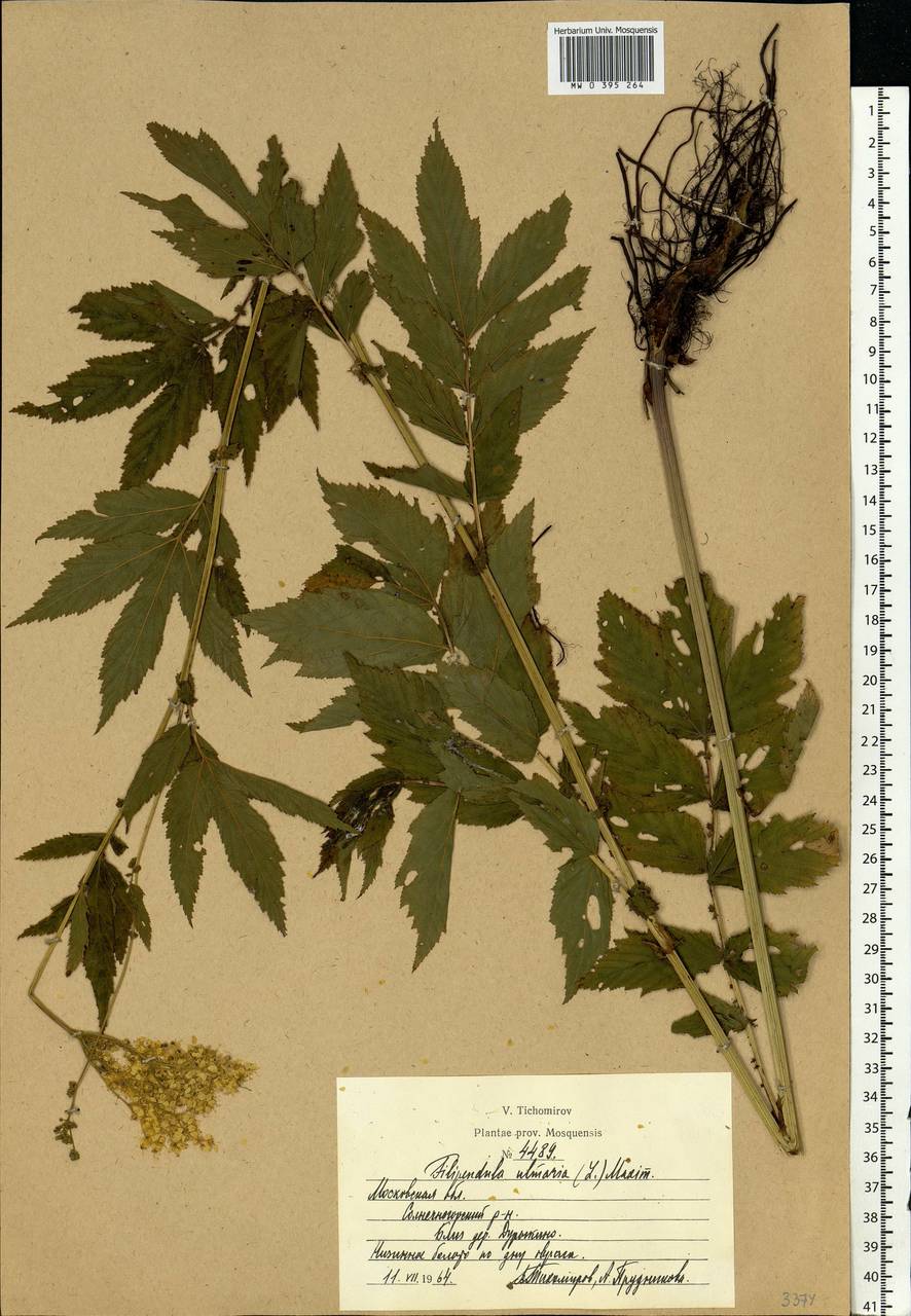 Filipendula ulmaria (L.) Maxim., Eastern Europe, Moscow region (E4a) (Russia)