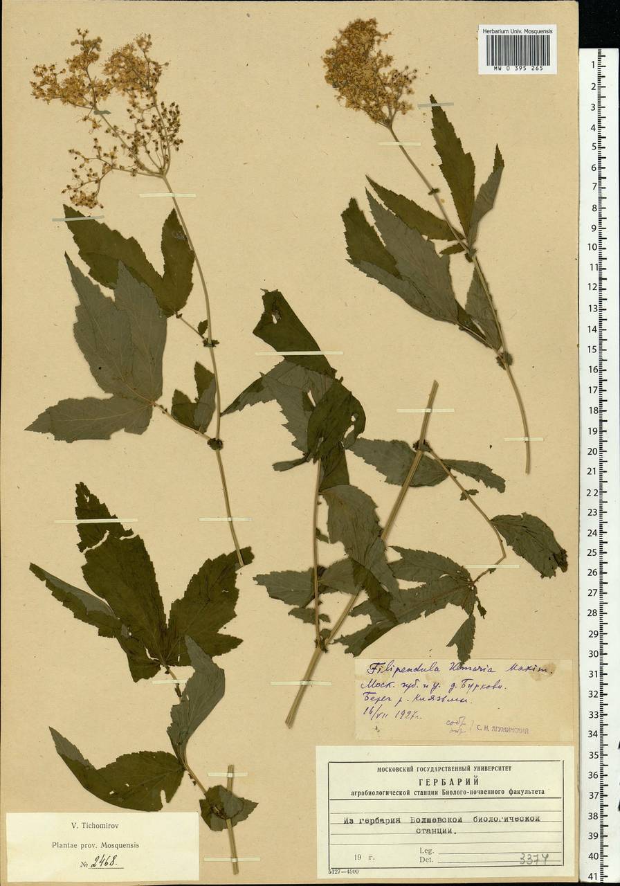 Filipendula ulmaria (L.) Maxim., Eastern Europe, Moscow region (E4a) (Russia)
