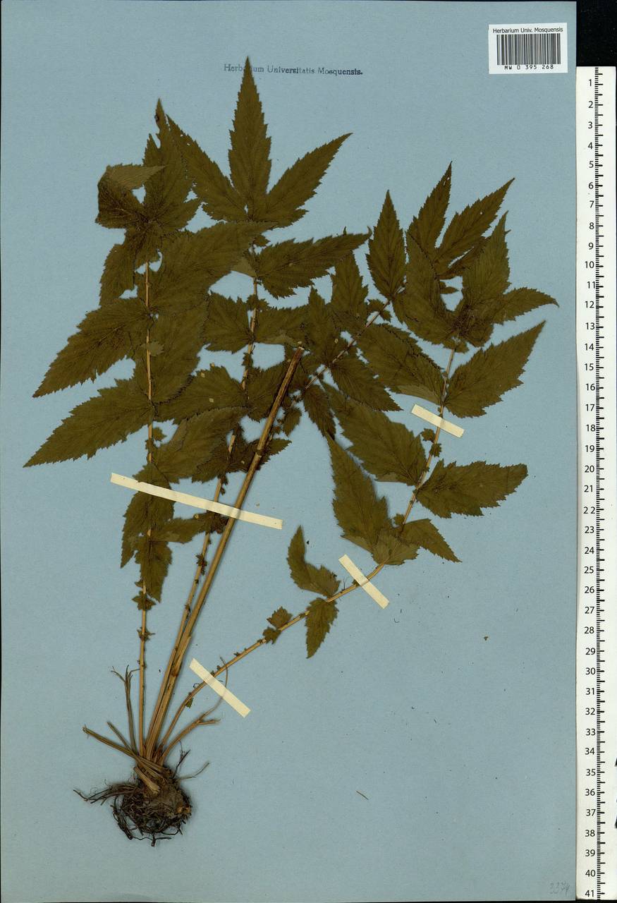 Filipendula ulmaria (L.) Maxim., Eastern Europe, Moscow region (E4a) (Russia)