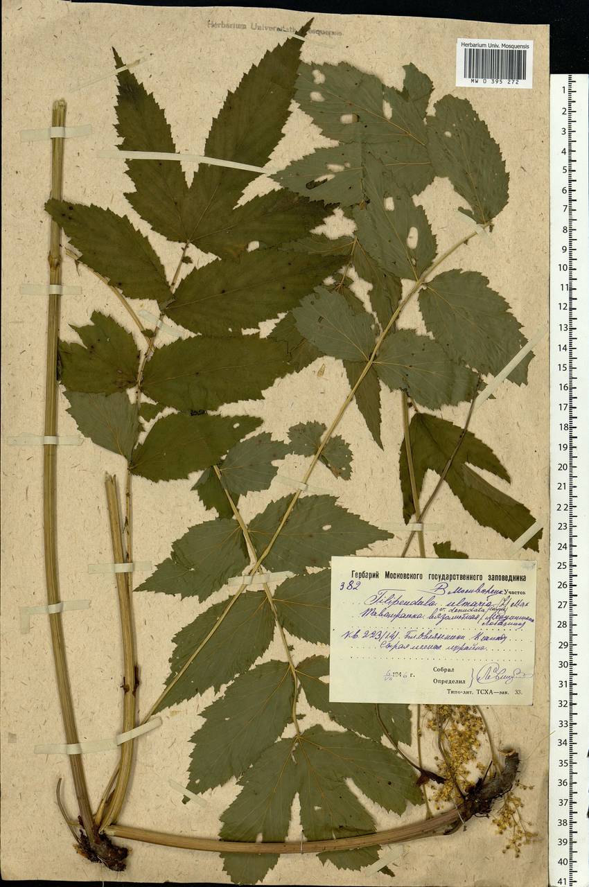 Filipendula ulmaria (L.) Maxim., Eastern Europe, Moscow region (E4a) (Russia)