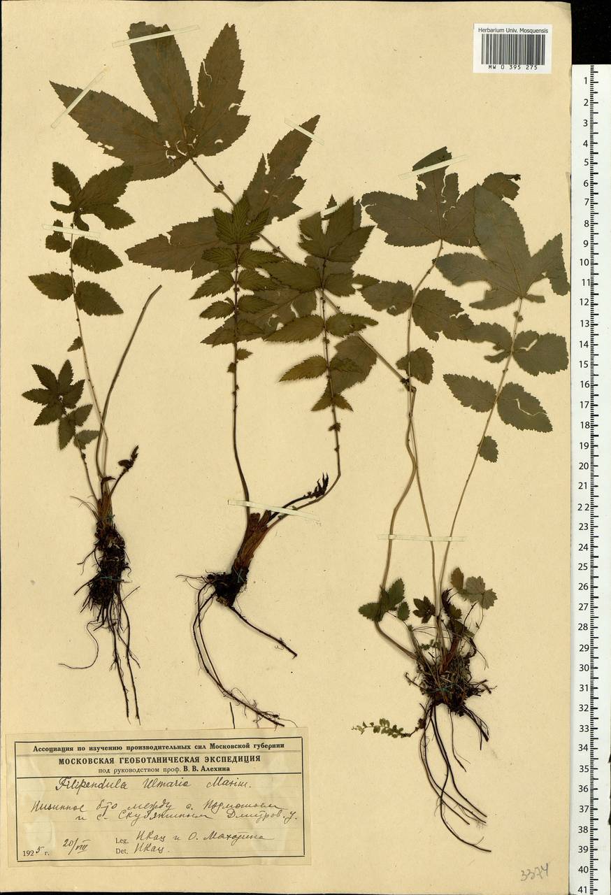 Filipendula ulmaria (L.) Maxim., Eastern Europe, Moscow region (E4a) (Russia)