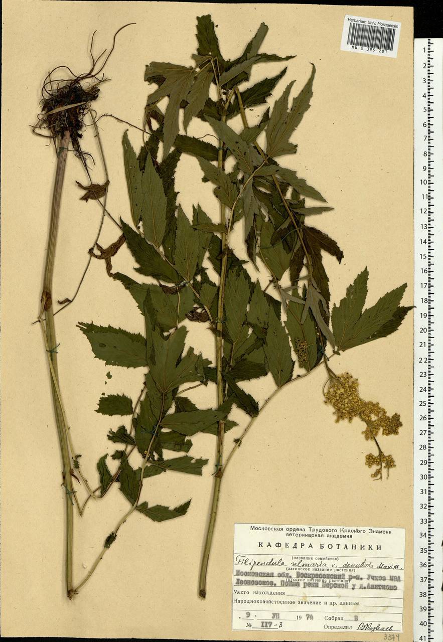 Filipendula ulmaria (L.) Maxim., Eastern Europe, Moscow region (E4a) (Russia)