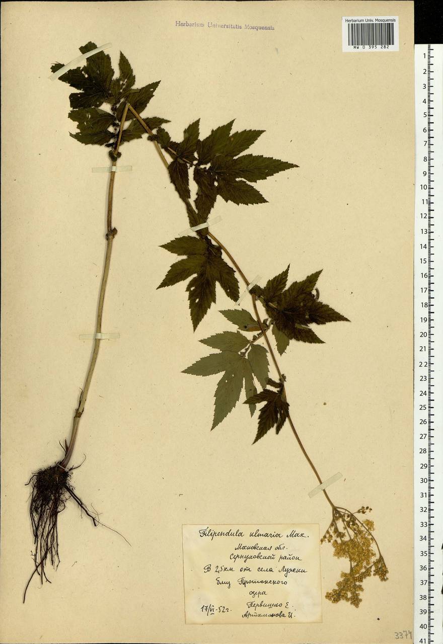 Filipendula ulmaria (L.) Maxim., Eastern Europe, Moscow region (E4a) (Russia)