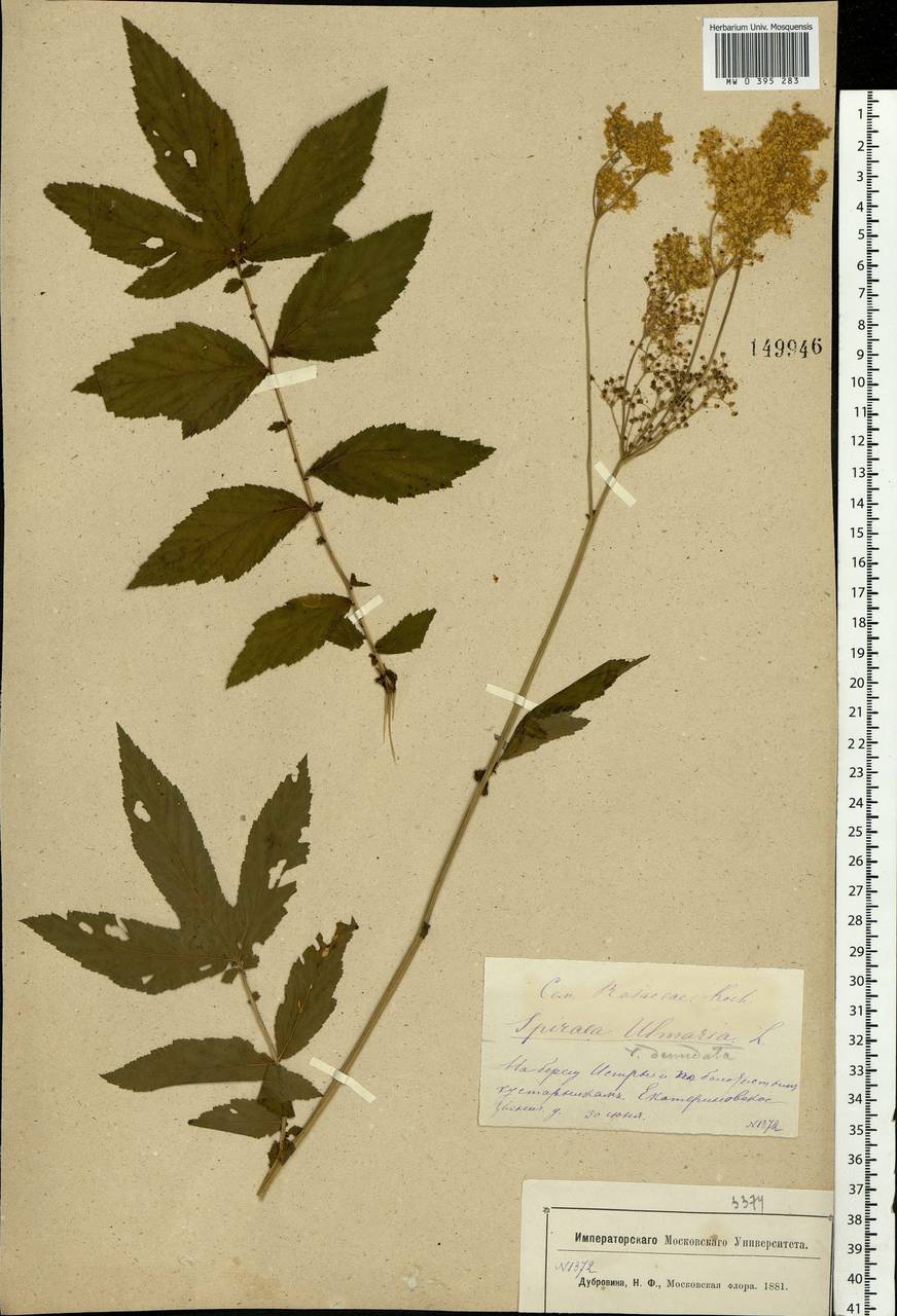 Filipendula ulmaria (L.) Maxim., Eastern Europe, Moscow region (E4a) (Russia)