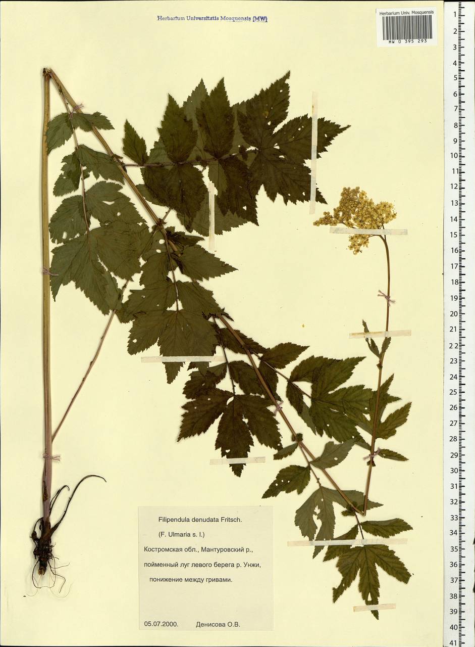 Filipendula ulmaria (L.) Maxim., Eastern Europe, Central forest region (E5) (Russia)