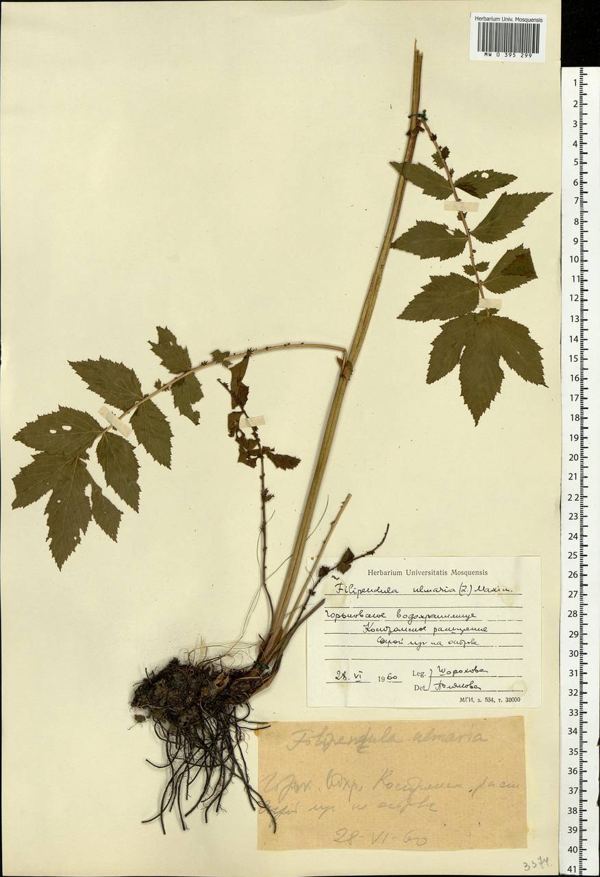 Filipendula ulmaria (L.) Maxim., Eastern Europe, Central forest region (E5) (Russia)