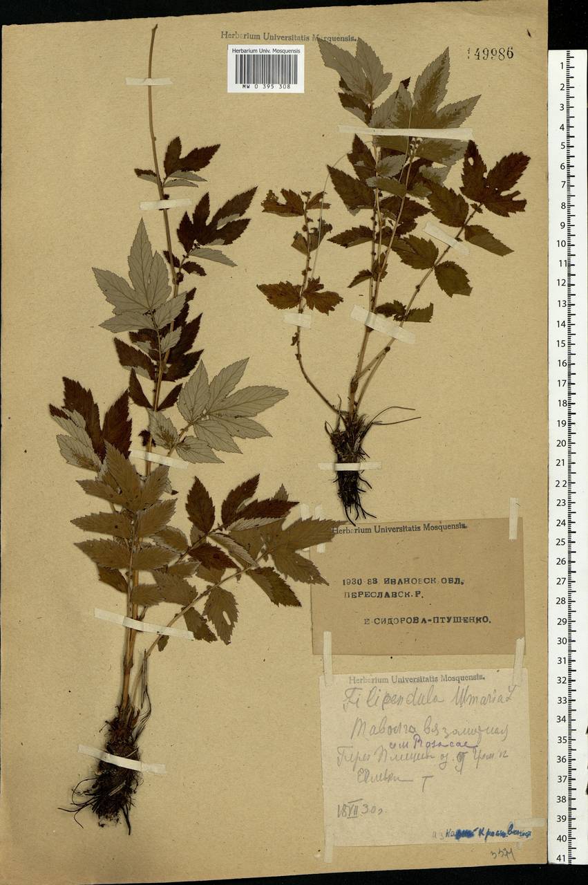 Filipendula ulmaria (L.) Maxim., Eastern Europe, Central forest region (E5) (Russia)