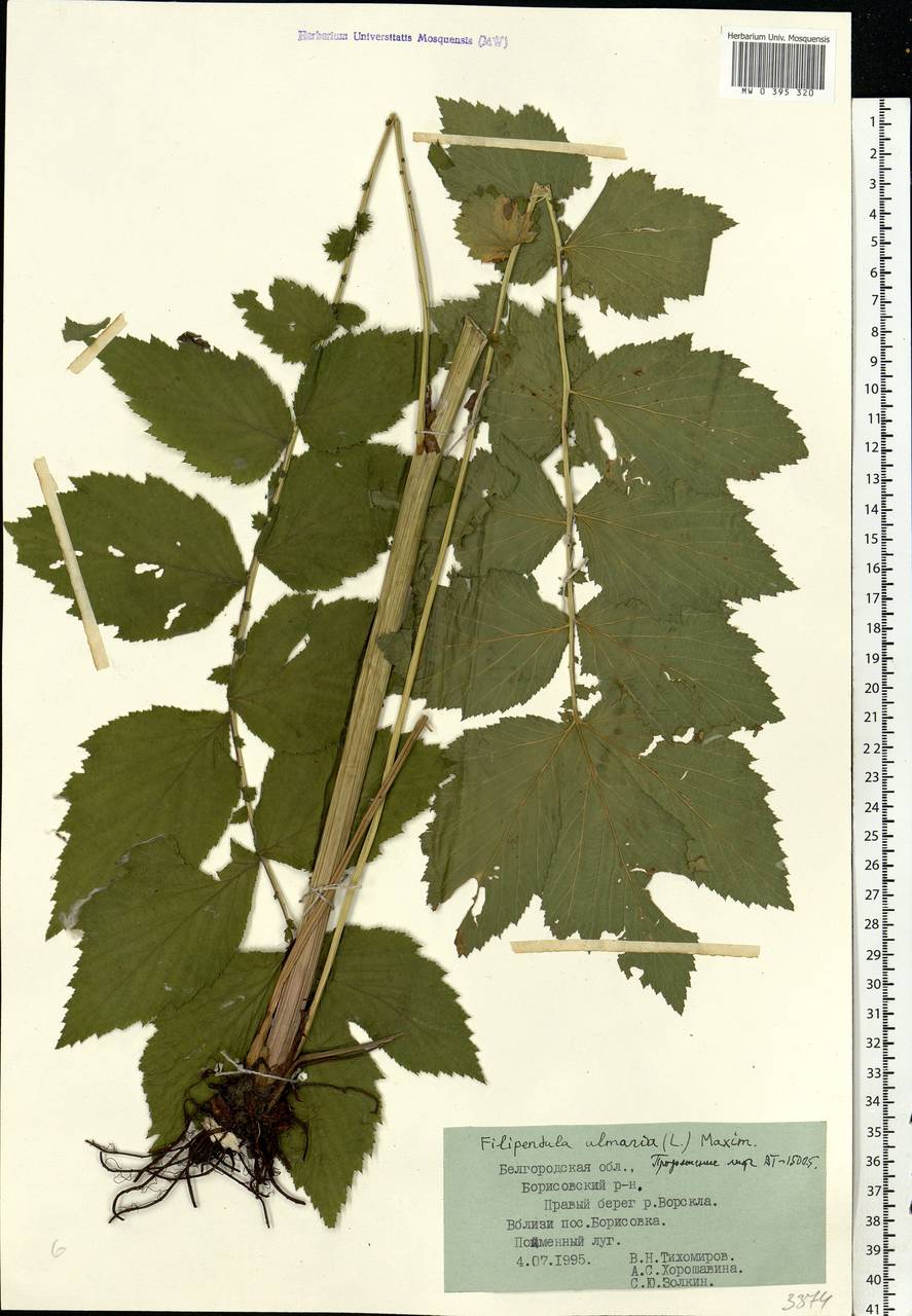Filipendula ulmaria (L.) Maxim., Eastern Europe, Central forest-and-steppe region (E6) (Russia)