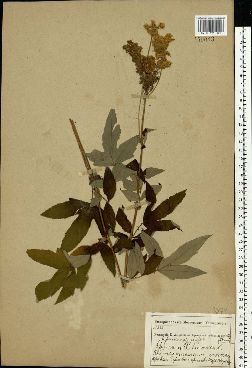 Filipendula ulmaria (L.) Maxim., Eastern Europe, Central forest-and-steppe region (E6) (Russia)