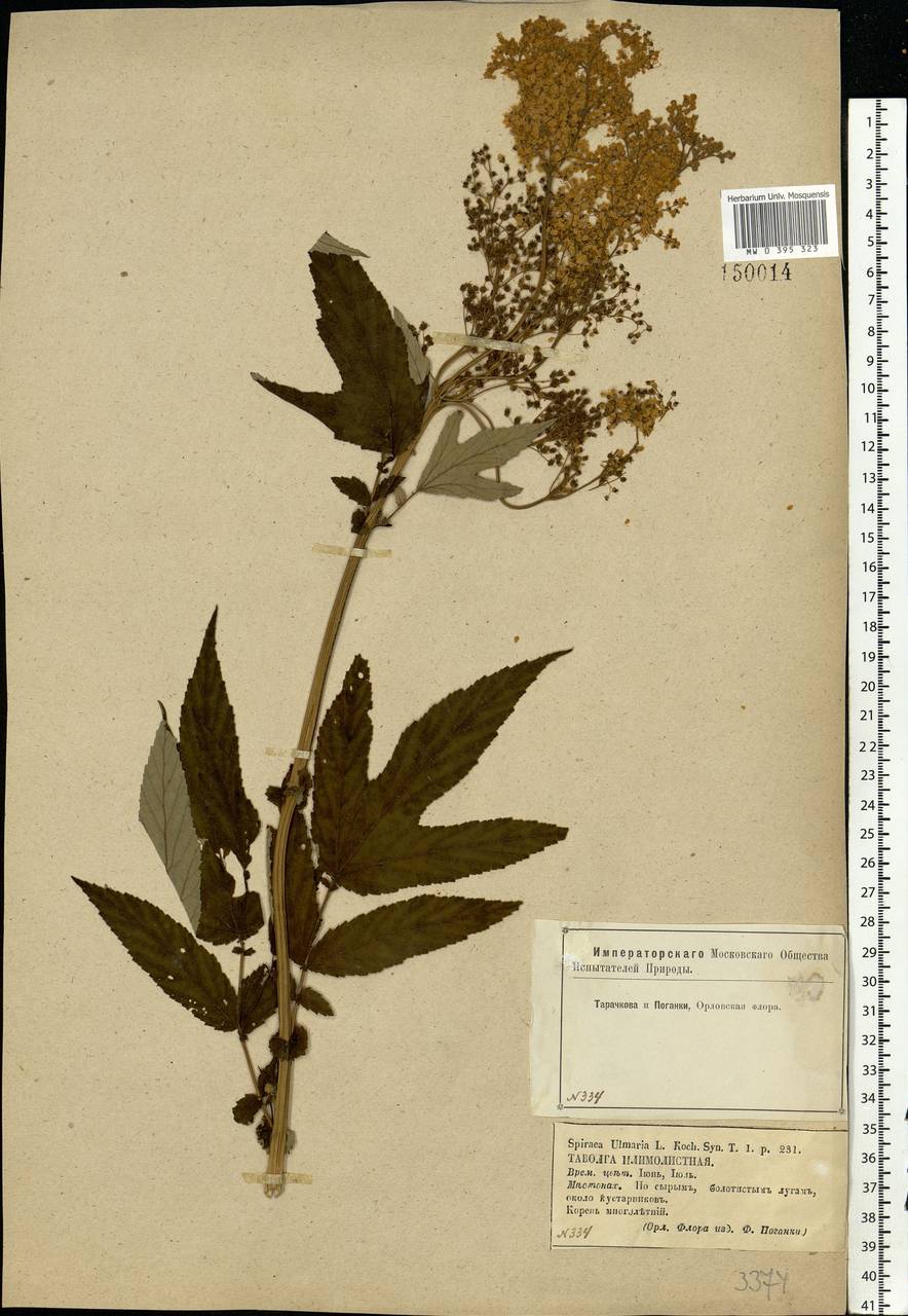 Filipendula ulmaria (L.) Maxim., Eastern Europe, Central forest-and-steppe region (E6) (Russia)