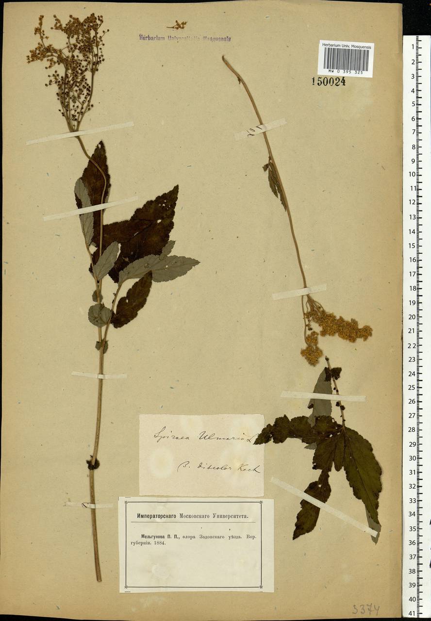 Filipendula ulmaria (L.) Maxim., Eastern Europe, Central forest-and-steppe region (E6) (Russia)