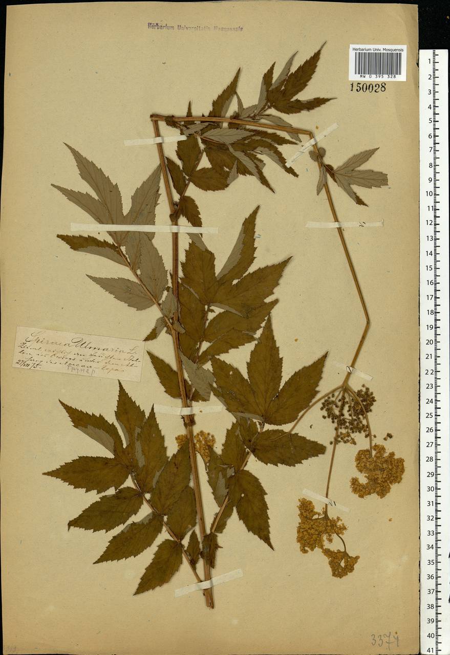Filipendula ulmaria (L.) Maxim., Eastern Europe, Central forest-and-steppe region (E6) (Russia)