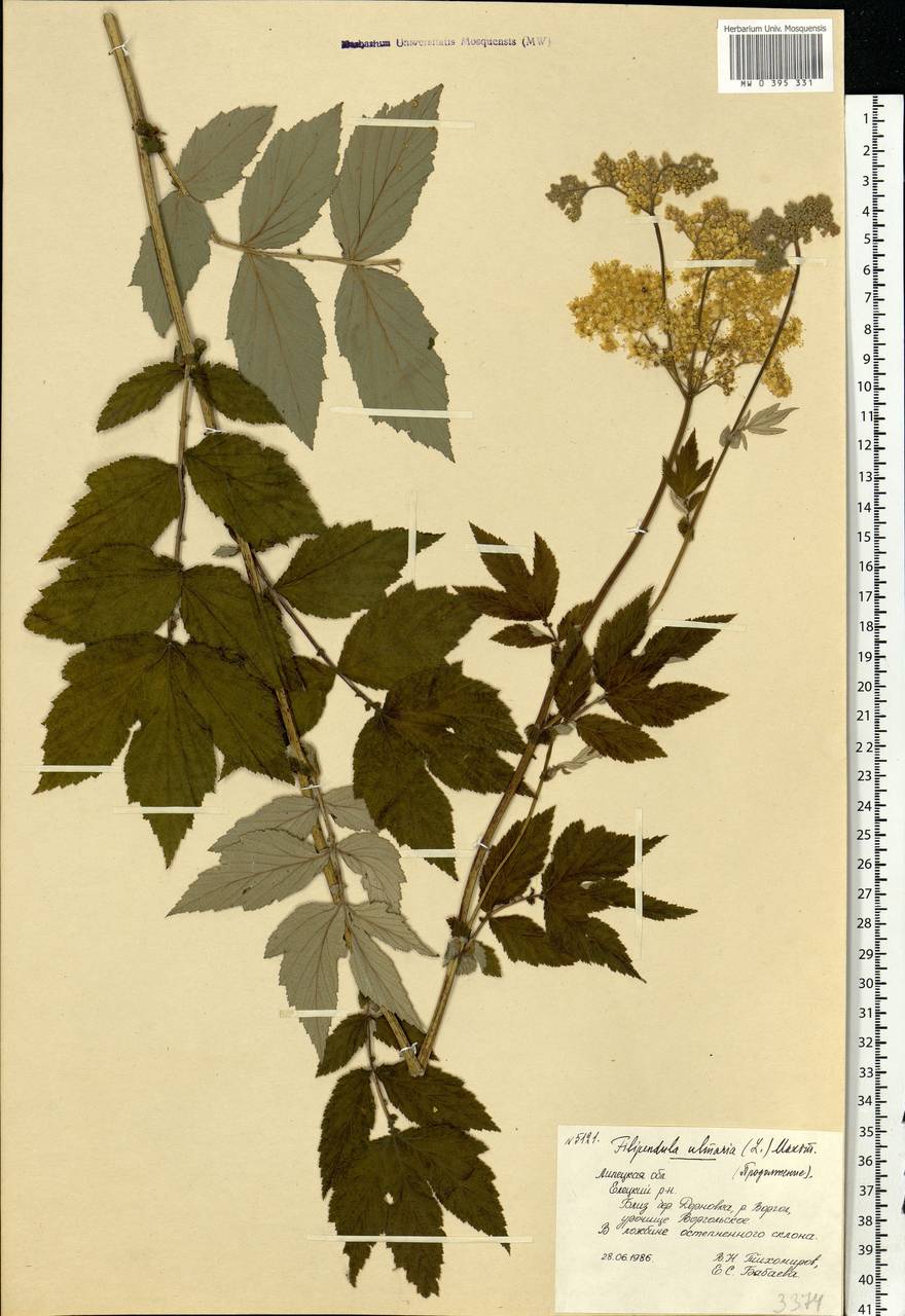 Filipendula ulmaria (L.) Maxim., Eastern Europe, Central forest-and-steppe region (E6) (Russia)