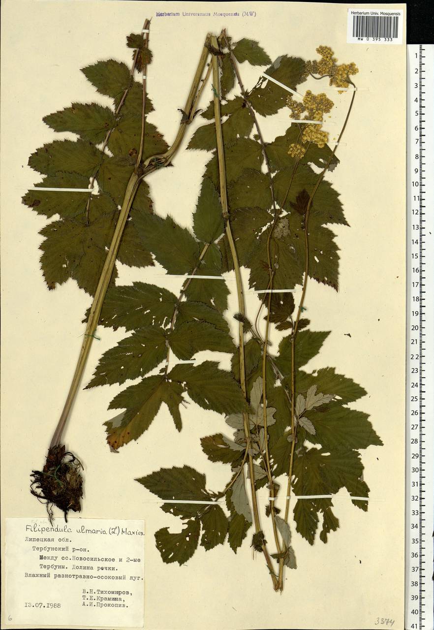 Filipendula ulmaria (L.) Maxim., Eastern Europe, Central forest-and-steppe region (E6) (Russia)