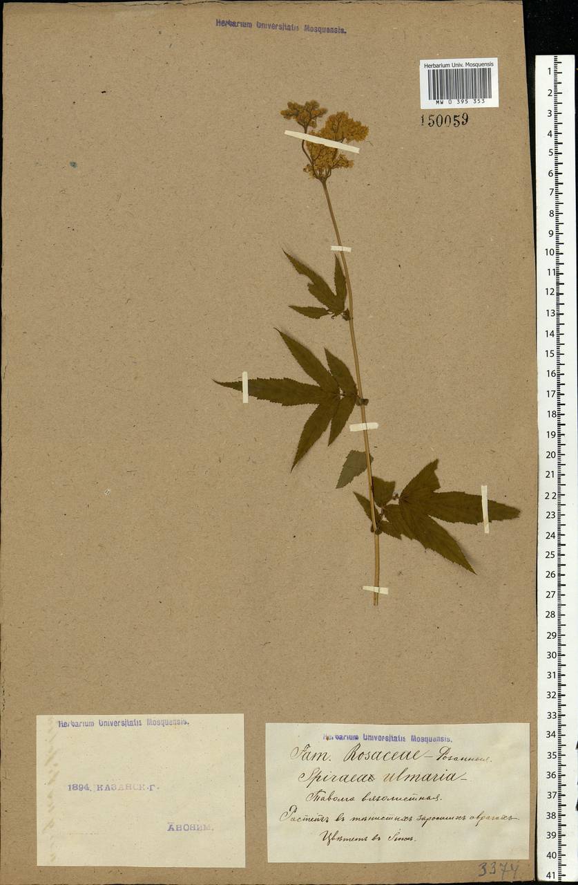 Filipendula ulmaria (L.) Maxim., Eastern Europe, Middle Volga region (E8) (Russia)