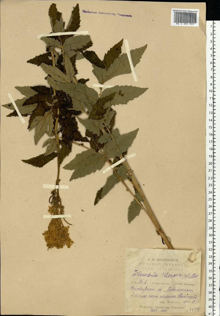 Filipendula ulmaria (L.) Maxim., Eastern Europe, Middle Volga region (E8) (Russia)