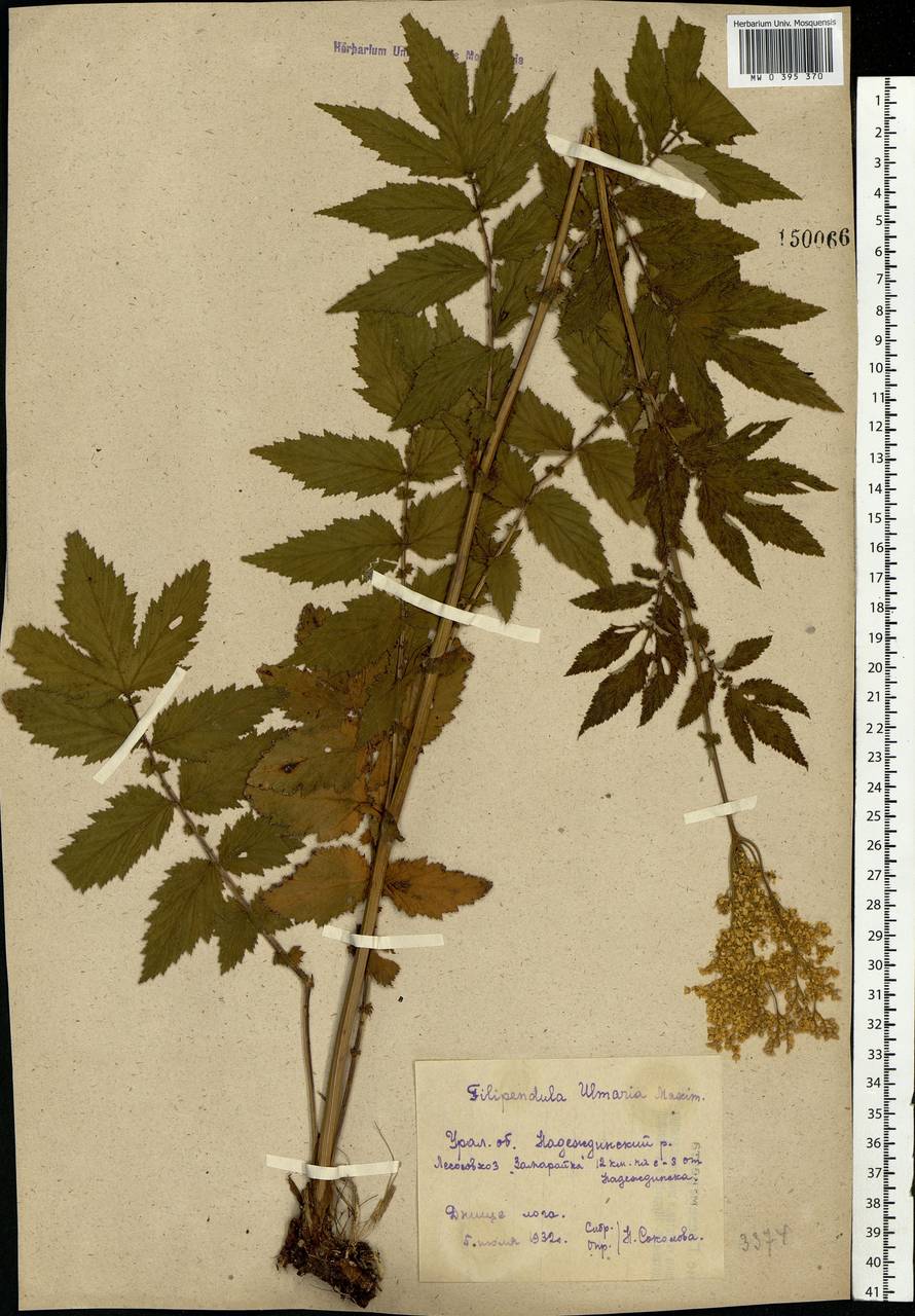 Filipendula ulmaria (L.) Maxim., Eastern Europe, Eastern region (E10) (Russia)