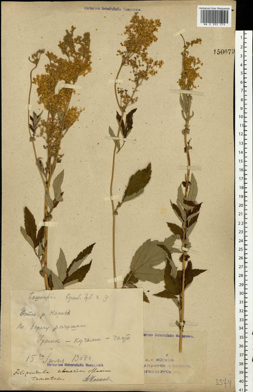 Filipendula ulmaria (L.) Maxim., Eastern Europe, Eastern region (E10) (Russia)