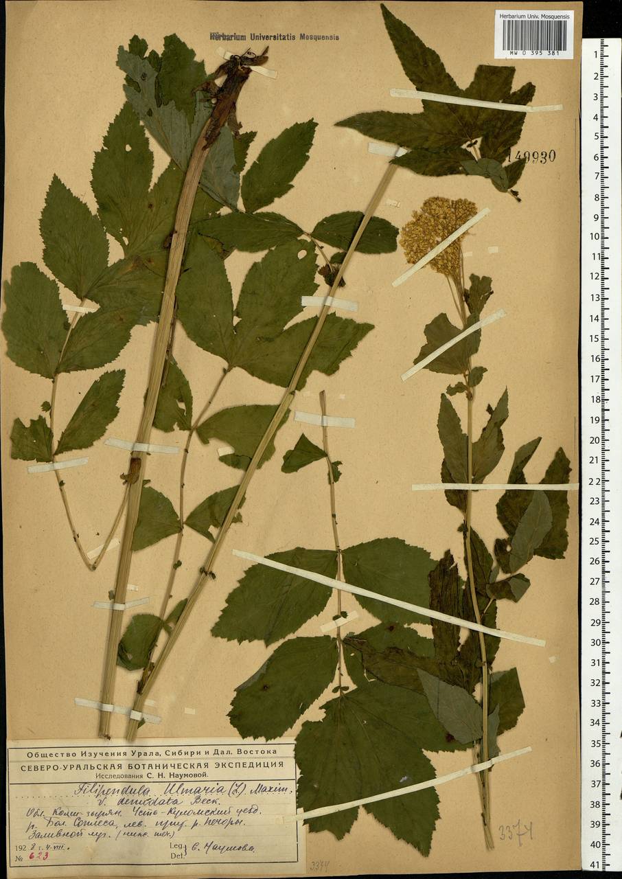 Filipendula ulmaria (L.) Maxim., Eastern Europe, Northern region (E1) (Russia)