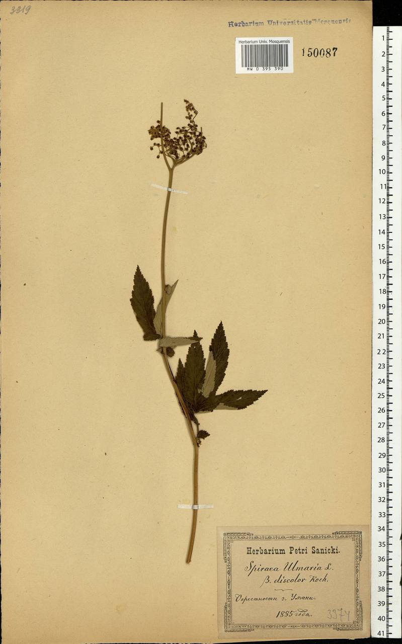 Filipendula ulmaria (L.) Maxim., Eastern Europe, South Ukrainian region (E12) (Ukraine)